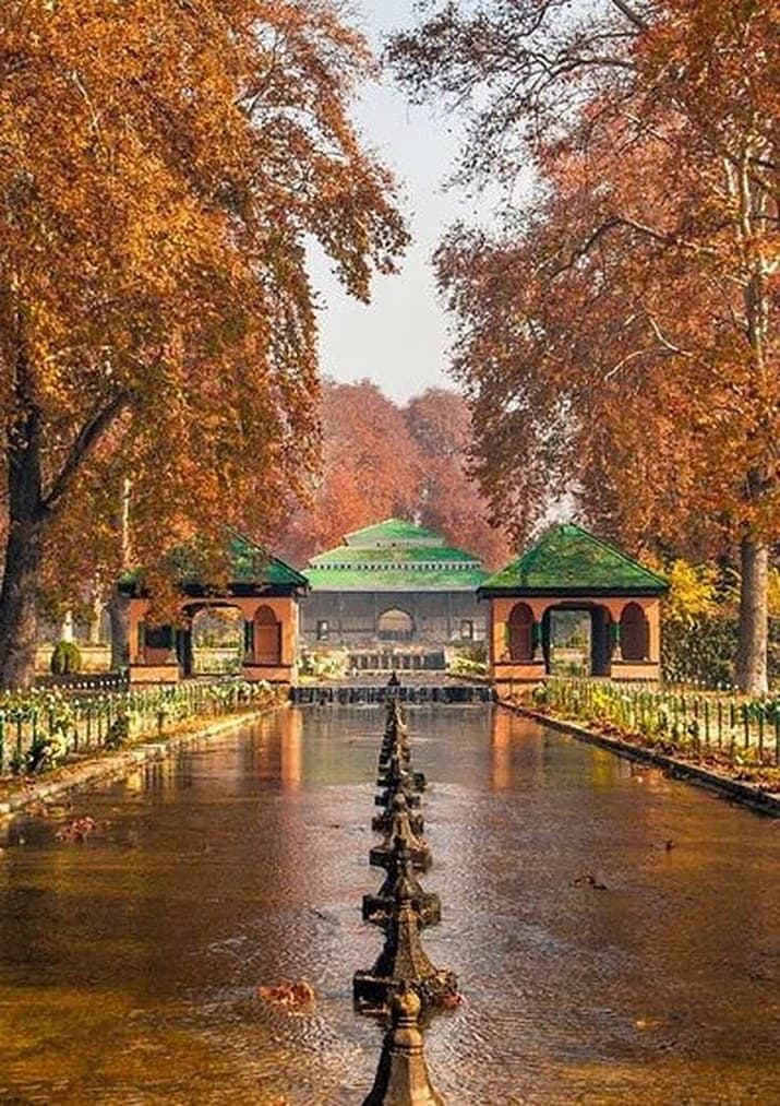 Chinar trees in autumn in a Mughal garden, Kashmir